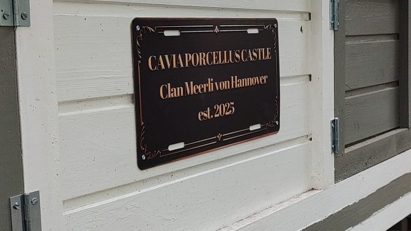 Galerie: Cavia Porcellus Castle – ein Paradies für Meerschweinchen wird gebaut