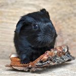 Meerschweinchen