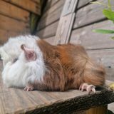 Freya