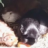 Luna, Freya und Ohnezahn | Bild 004