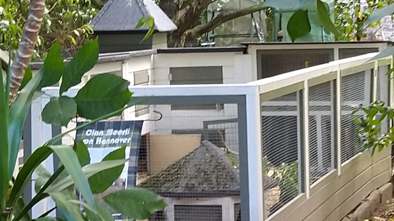 Carpe Fantasia präsentiert: Cavia Porcellus Castle – Die letzten Schritte für 2025
