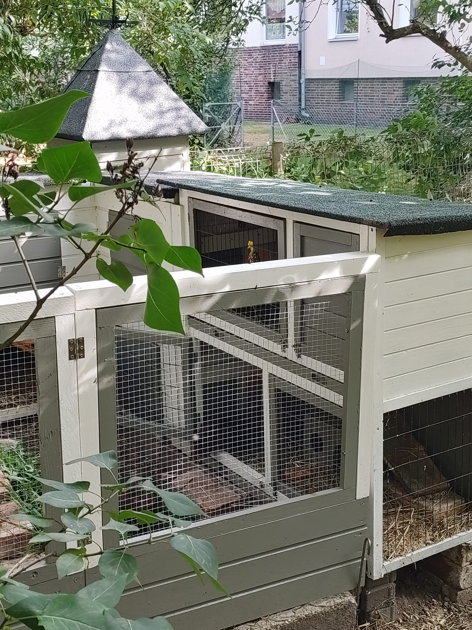 Cavia Porcellus Castle – Kein Projekt ohne Drama