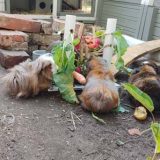 Fotos | Freya, Momo, Maj und Luna | Bild 048
