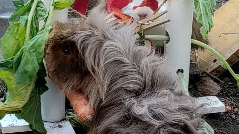Carpe Fantasia präsentiert: Der Meerli Clan von Hannover stellt sich vor