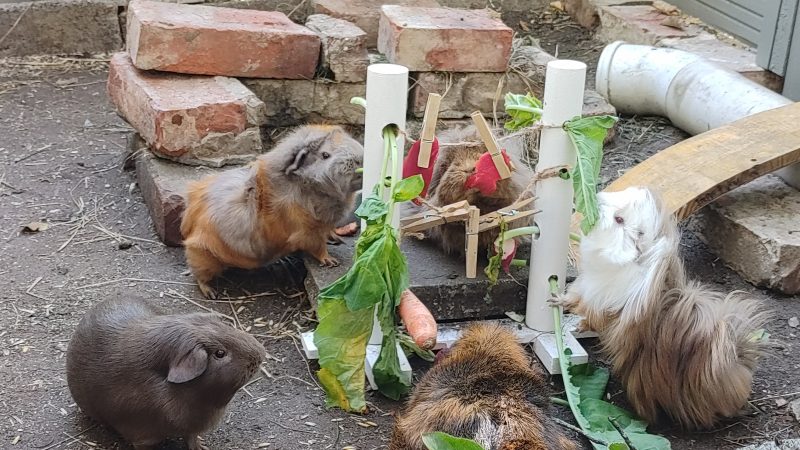 Galerie: Die Meerschweinchen aus Hannover