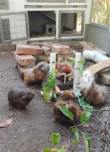 Fotos | von links: Giacomo, Momo, Maj und Freya | Bild 050
