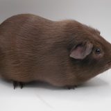 Giacomo