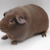 Giacomo