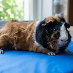 Meerschweinchen auf Kühlmatte