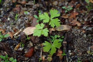 Hundspetersilie-Blatt