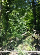 Wald-Hundspetersilie