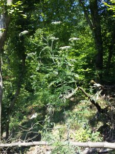 Wald-Hundspetersilie