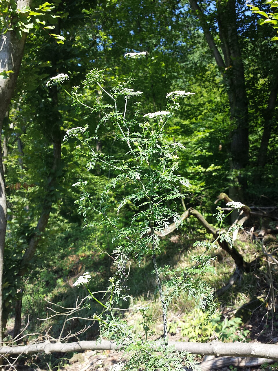 Wald-Hundspetersilie
