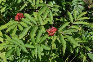 Roter Holunder-Blatt