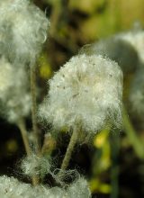 Herbst-Anemone-Samen