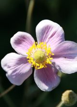 Herbst-Anemone
