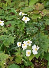 Herbst-Anemone-Blatt