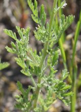 Hundskamille-Blatt