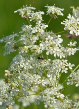 Wiesenkerbel