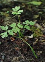 Wiesenkerbel-Blatt