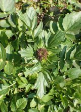 Winterkresse-Blatt