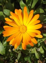 Ringelblume