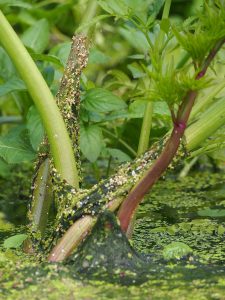 Wasserschierling-Samen