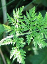 Gefleckter Schierling-Blatt