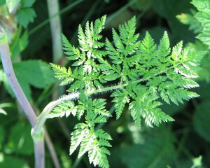 Gefleckter Schierling-Blatt
