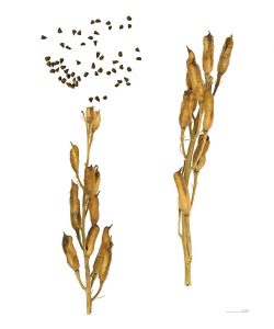 Garten-Feldrittersporn-Samen