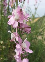 Garten-Feldrittersporn