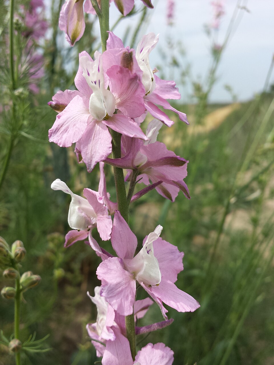 Garten-Feldrittersporn