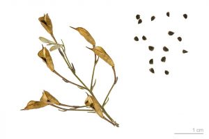 Gewöhnlicher Feldrittersporn-Samen