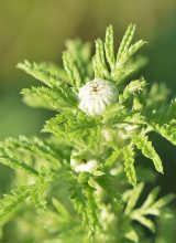 Färberkamille-Blatt