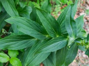 Gelber Fingerhut-Blatt