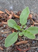 Wilder Rucola-Blatt