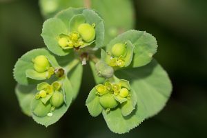Sonnwend-Wolfsmilch-Blüte