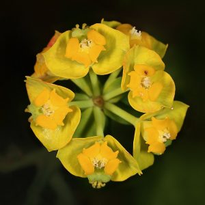 Zypressen-Wolfsmilch-Blüte