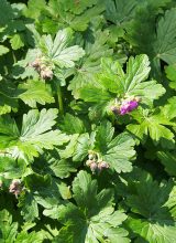 Storchschnabel-Blatt