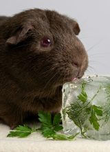 Guinea_pig_licking_ice_block_202608110113