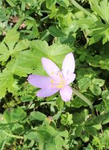 Herbstzeitlose-Blatt