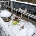 Fotos | Die Schneeschweinchen | Bild 30 | 08.01.2026