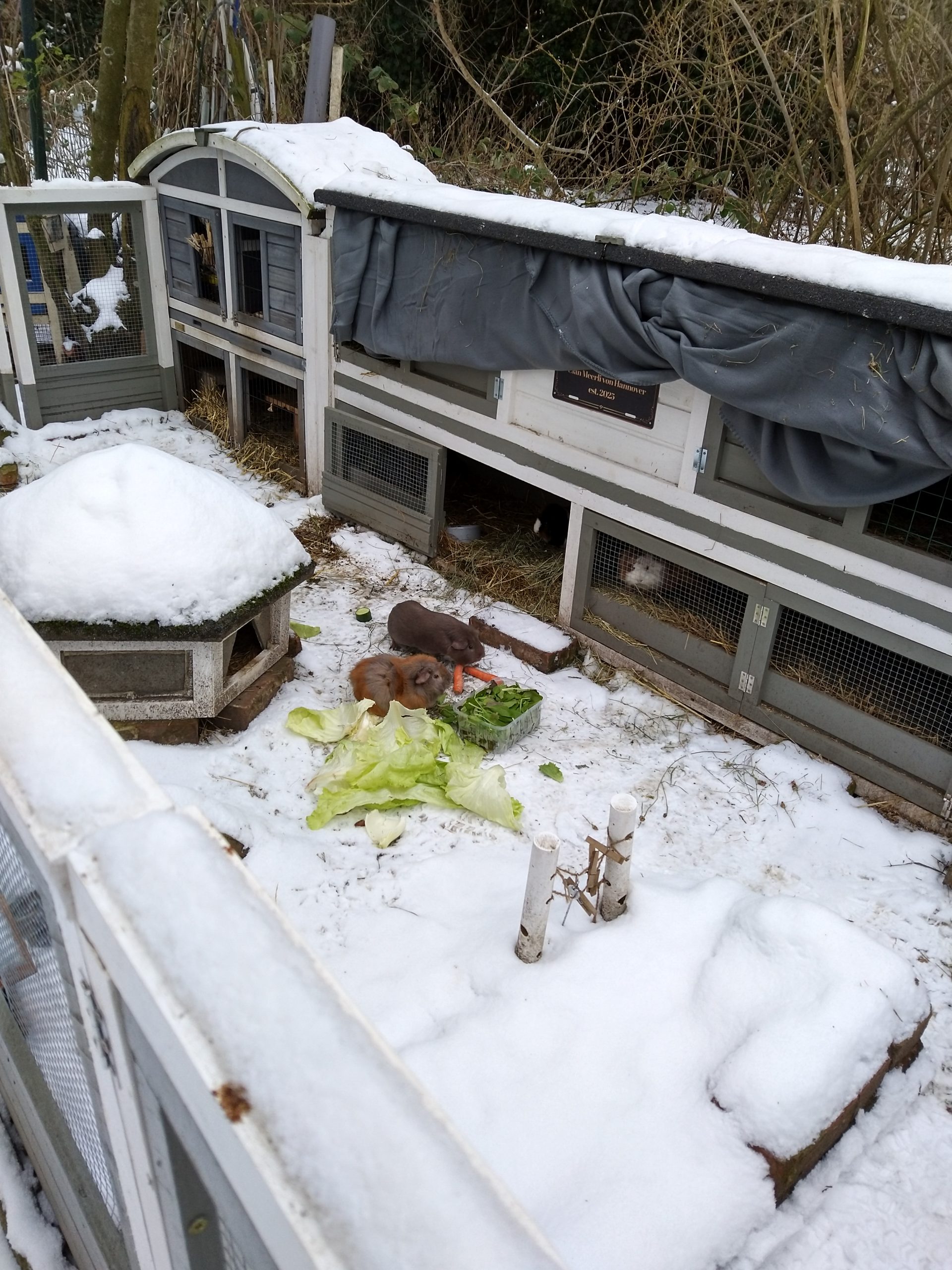 Galerie: Clan Meerli im ersten Winter