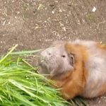 Fotos | Die Meerlis von Hannover | Bild 51 | 24.04.2026