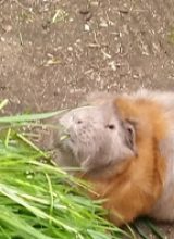 Die Meerlis von Hannover