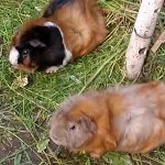 Die Meerlis von Hannover - Momo und Mia