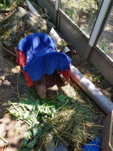 Mini-Pergola mit nassen Handtüchern