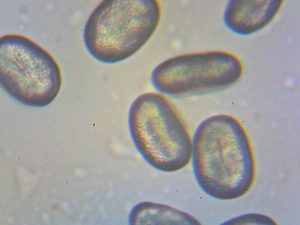 Drüsiges Springkraut-Pollen