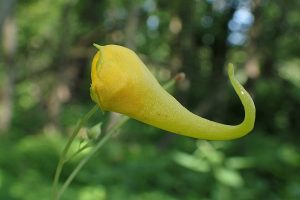 Echtes Springkraut-Blüte