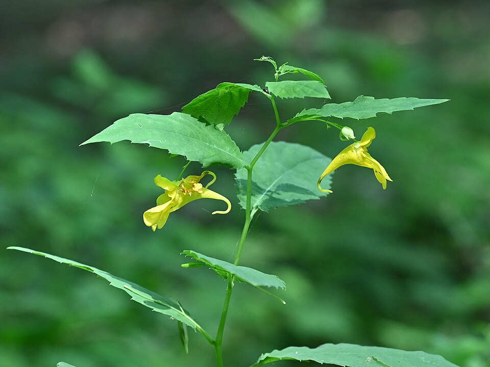 Echtes Springkraut